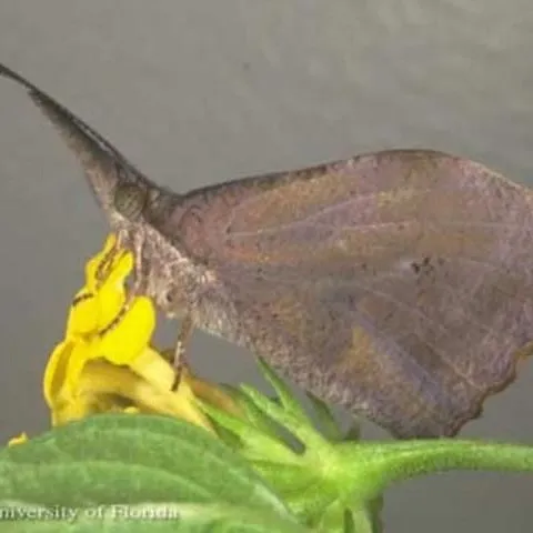 thumbnail for publication: American Snout, Libytheana carinenta (Cramer) (Insecta: Lepidoptera: Nymphalidae: Libytheinae)